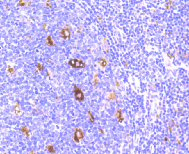 SERPINA3 Antibody in Immunohistochemistry (Paraffin) (IHC (P))