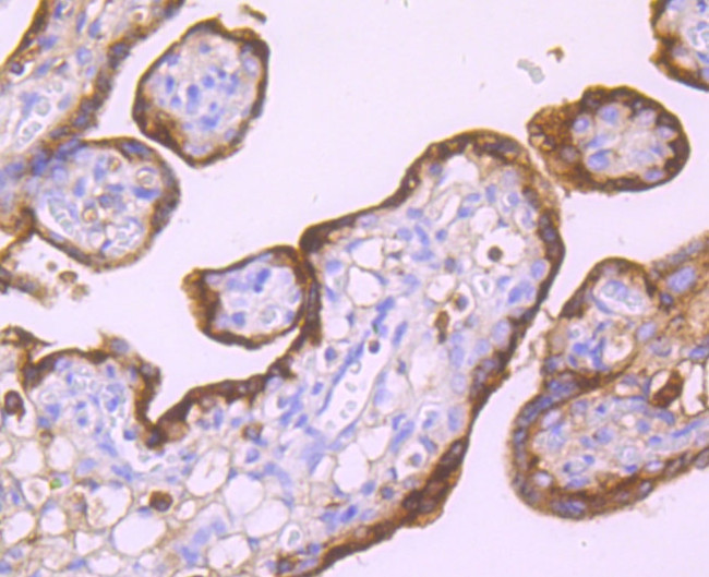 SERPINA3 Antibody in Immunohistochemistry (Paraffin) (IHC (P))