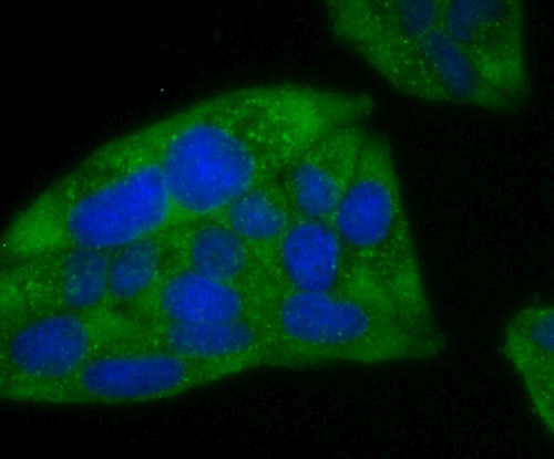 Ferritin Heavy Chain Antibody in Immunocytochemistry (ICC/IF)