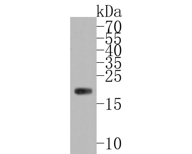 Ferritin Heavy Chain Antibody in Western Blot (WB)