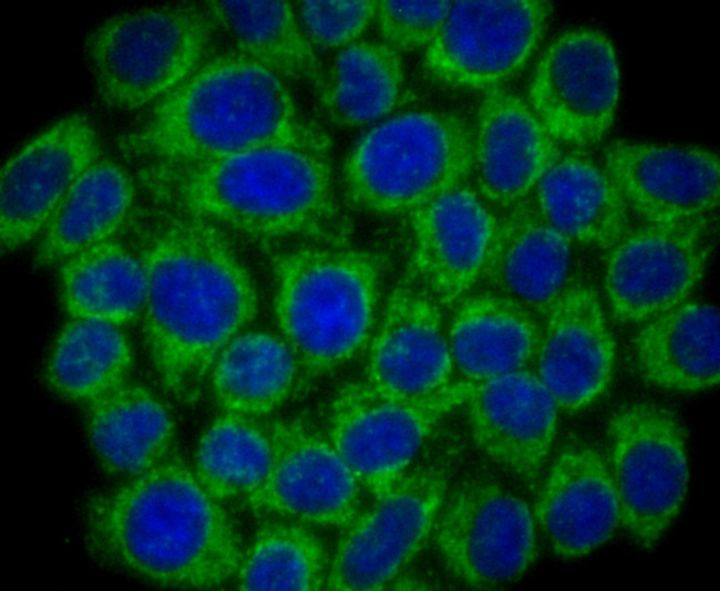 SMYD3 Antibody in Immunocytochemistry (ICC/IF)