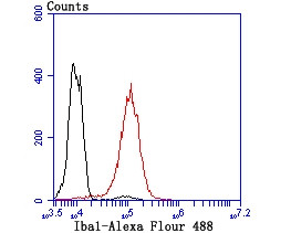 IBA1 Antibody in Flow Cytometry (Flow)