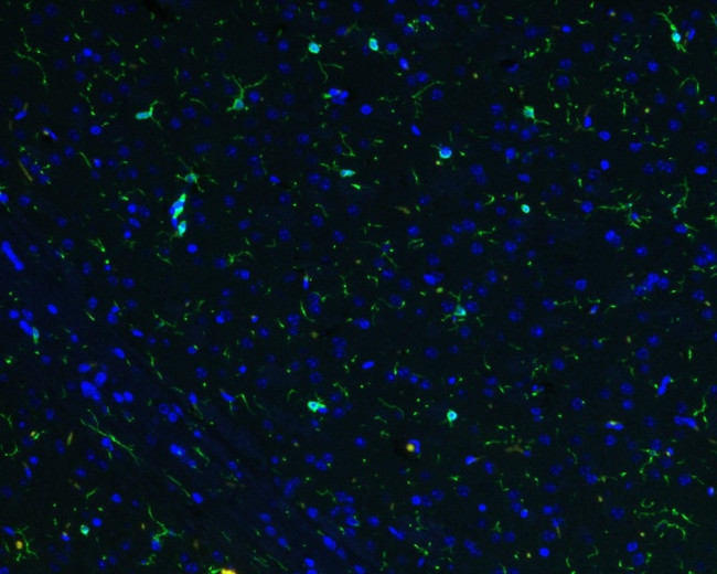 IBA1 Antibody in Immunohistochemistry (Paraffin) (IHC (P))