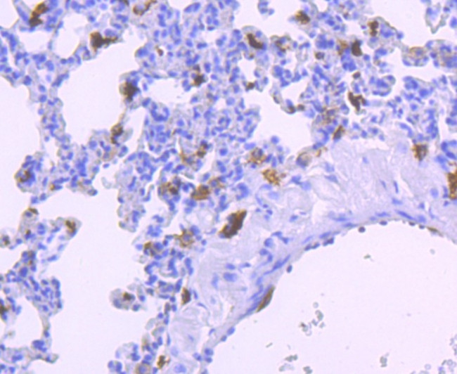 IBA1 Antibody in Immunohistochemistry (Paraffin) (IHC (P))