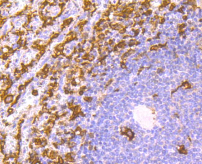 IBA1 Antibody in Immunohistochemistry (Paraffin) (IHC (P))