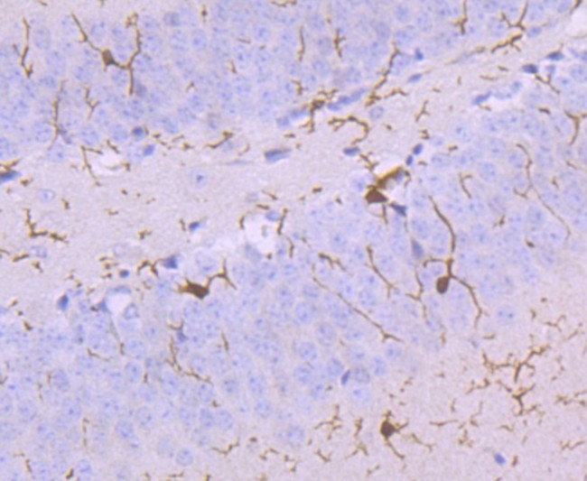 IBA1 Antibody in Immunohistochemistry (Paraffin) (IHC (P))