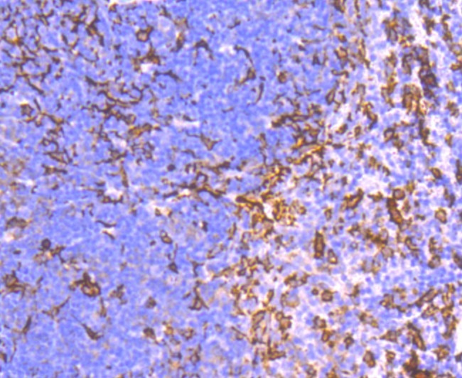 IBA1 Antibody in Immunohistochemistry (Paraffin) (IHC (P))