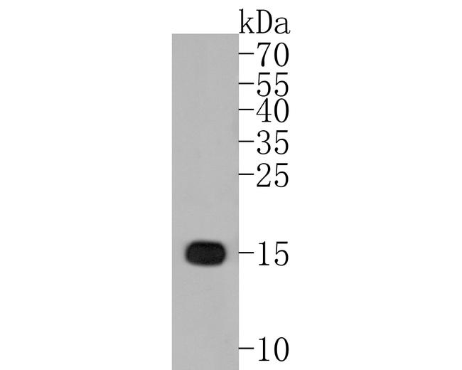 IBA1 Antibody in Western Blot (WB)