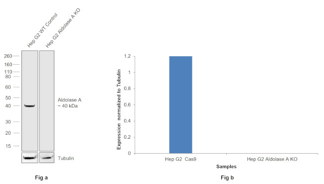 Aldolase A Antibody