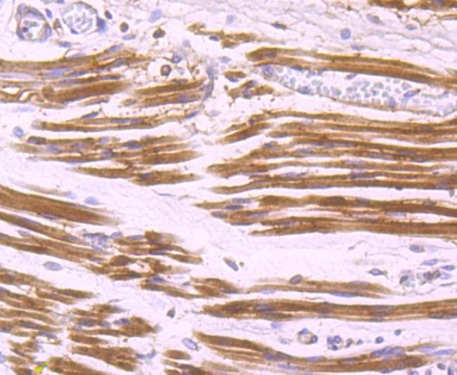 Aldolase A Antibody in Immunohistochemistry (Paraffin) (IHC (P))