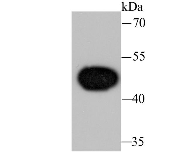 WNT5A Antibody in Western Blot (WB)