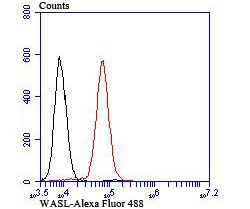 N-WASP Antibody in Flow Cytometry (Flow)