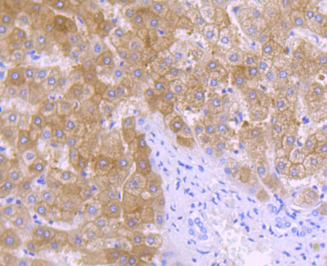 ALDH1L1 Antibody in Immunohistochemistry (Paraffin) (IHC (P))