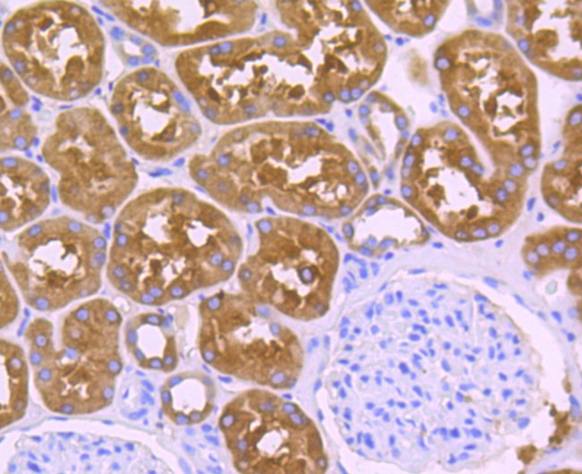 ALDH1L1 Antibody in Immunohistochemistry (Paraffin) (IHC (P))