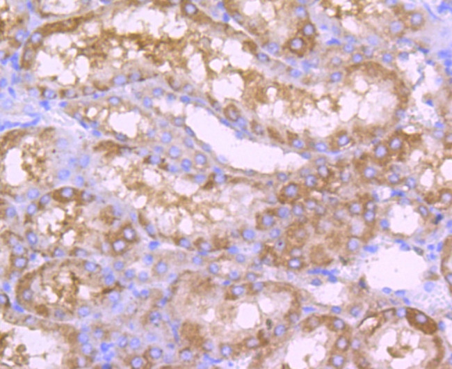 ALDH1L1 Antibody in Immunohistochemistry (Paraffin) (IHC (P))