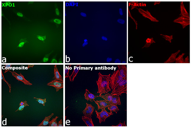 CRM1 Antibody in Immunocytochemistry (ICC/IF)