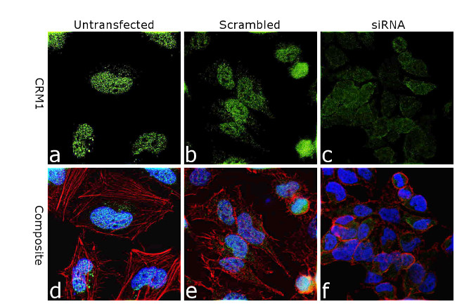 CRM1 Antibody