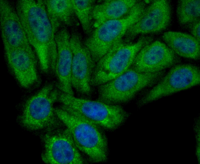 PCK2 Antibody in Immunocytochemistry (ICC/IF)