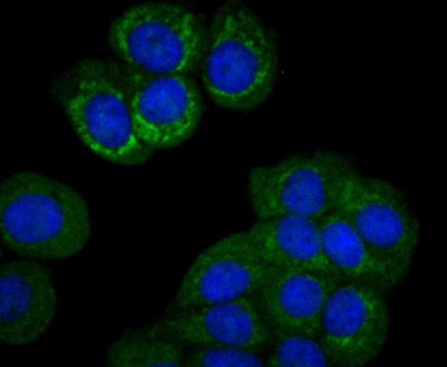 PCK2 Antibody in Immunocytochemistry (ICC/IF)