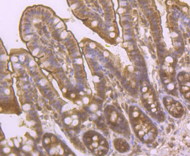 PCK2 Antibody in Immunohistochemistry (Paraffin) (IHC (P))