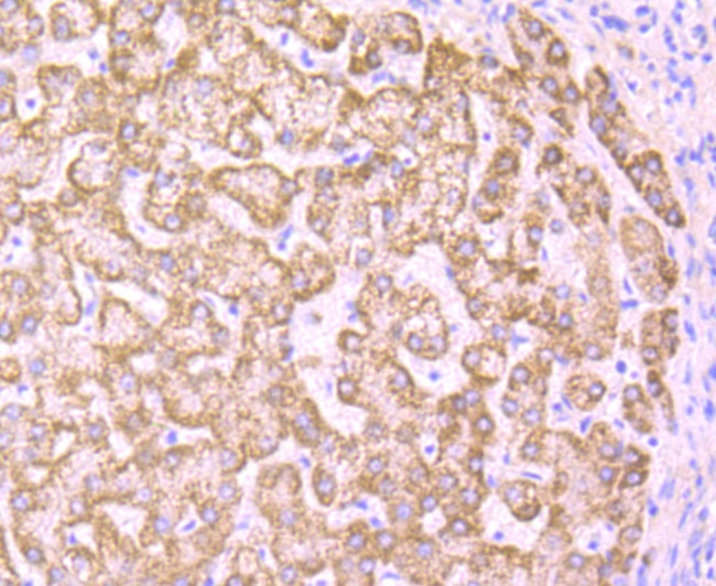 PCK2 Antibody in Immunohistochemistry (Paraffin) (IHC (P))