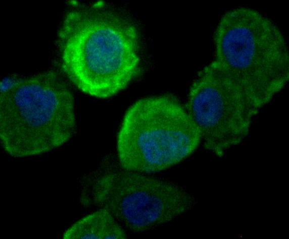 Securin Antibody in Immunocytochemistry (ICC/IF)