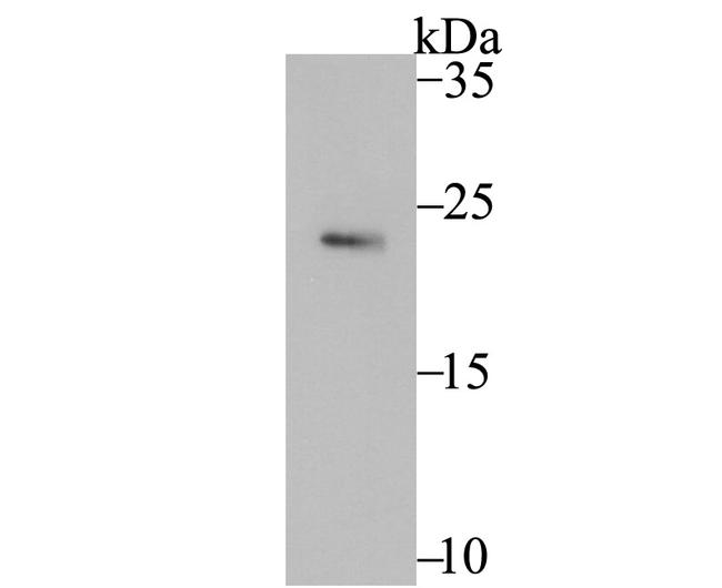 Securin Antibody in Western Blot (WB)