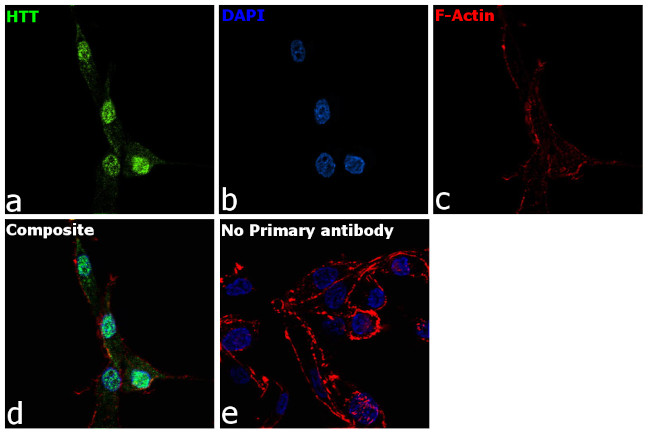 Huntingtin Antibody in Immunocytochemistry (ICC/IF)