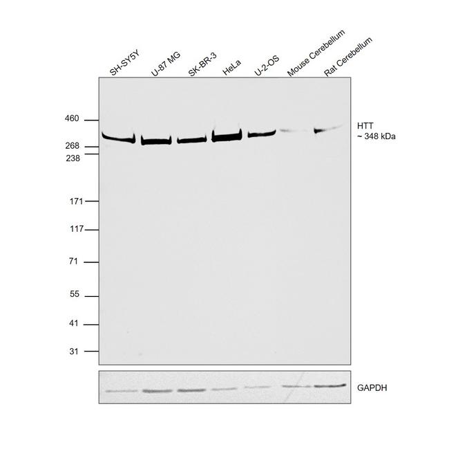 Huntingtin Antibody in Western Blot (WB)