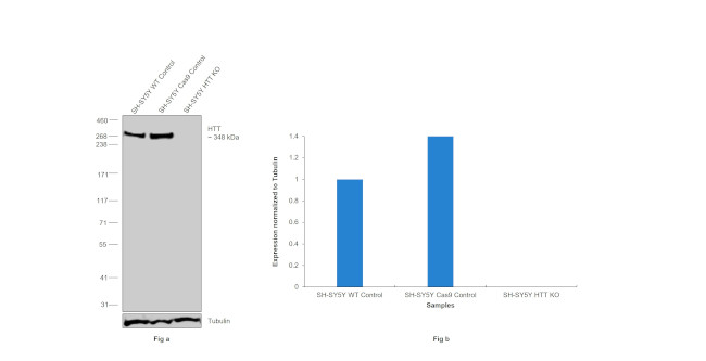 Huntingtin Antibody in Western Blot (WB)