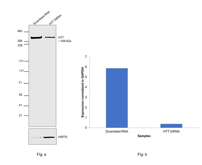 Huntingtin Antibody in Western Blot (WB)