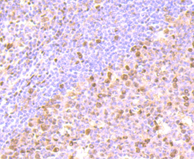 FKBP5 Antibody in Immunohistochemistry (Paraffin) (IHC (P))