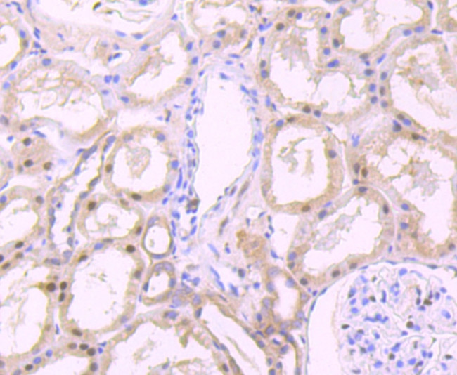 FKBP5 Antibody in Immunohistochemistry (Paraffin) (IHC (P))