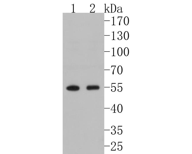 FKBP5 Antibody in Western Blot (WB)