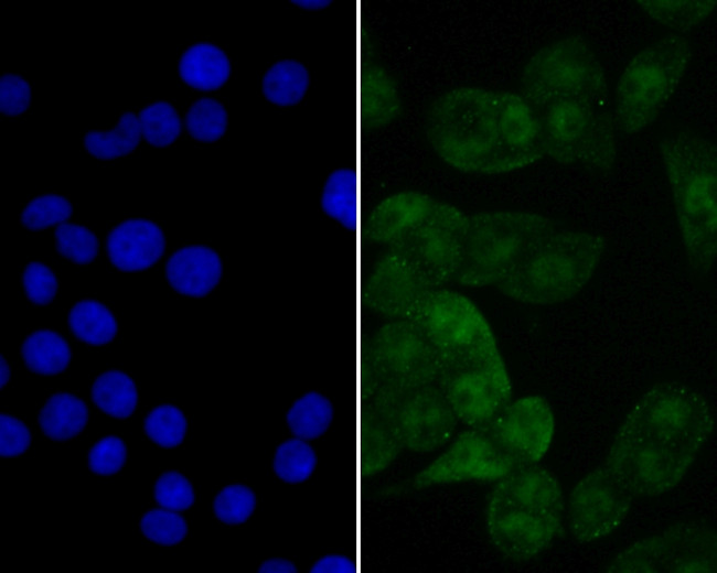 eIF4A3 Antibody in Immunocytochemistry (ICC/IF)