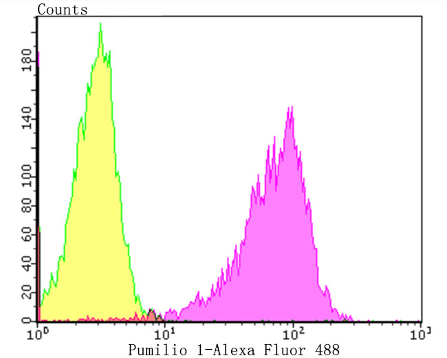 PUM1 Antibody in Flow Cytometry (Flow)