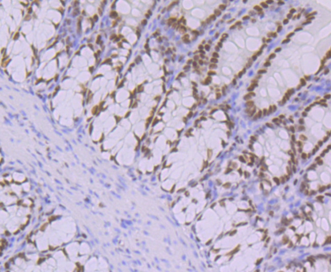 OCT1 (POU2F1) Antibody in Immunohistochemistry (Paraffin) (IHC (P))