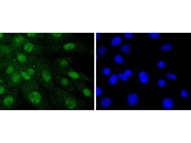 SHP2 Antibody in Immunocytochemistry (ICC/IF)