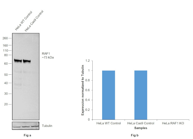 c-Raf Antibody in Western Blot (WB)