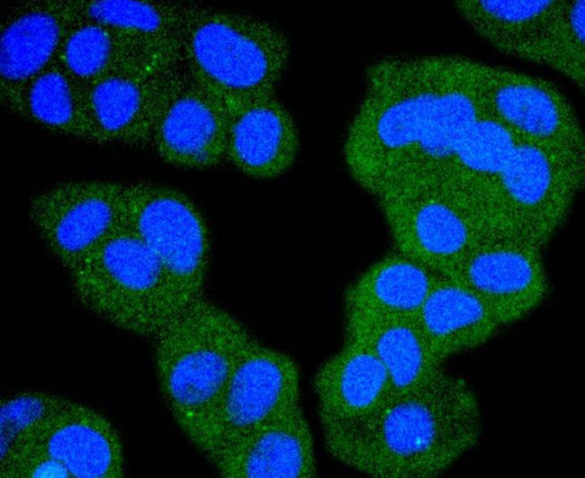 c-Raf Antibody in Immunocytochemistry (ICC/IF)