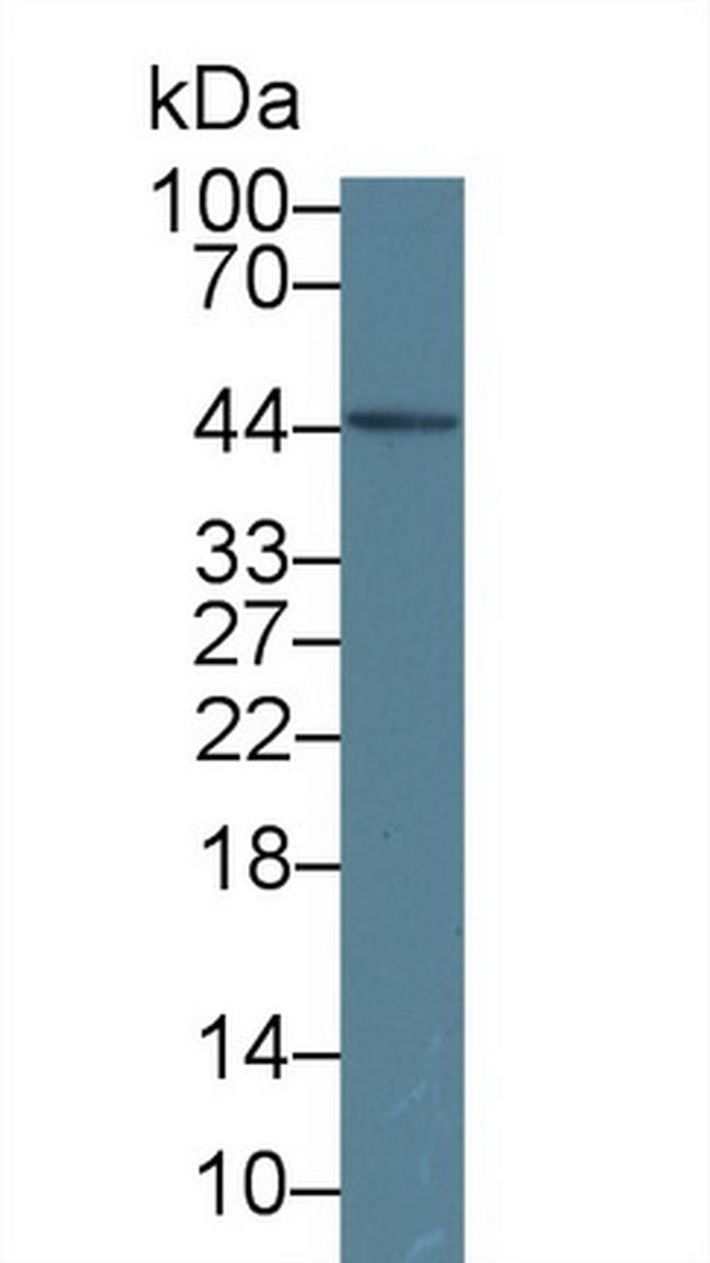 ORM1 Antibody in Western Blot (WB)