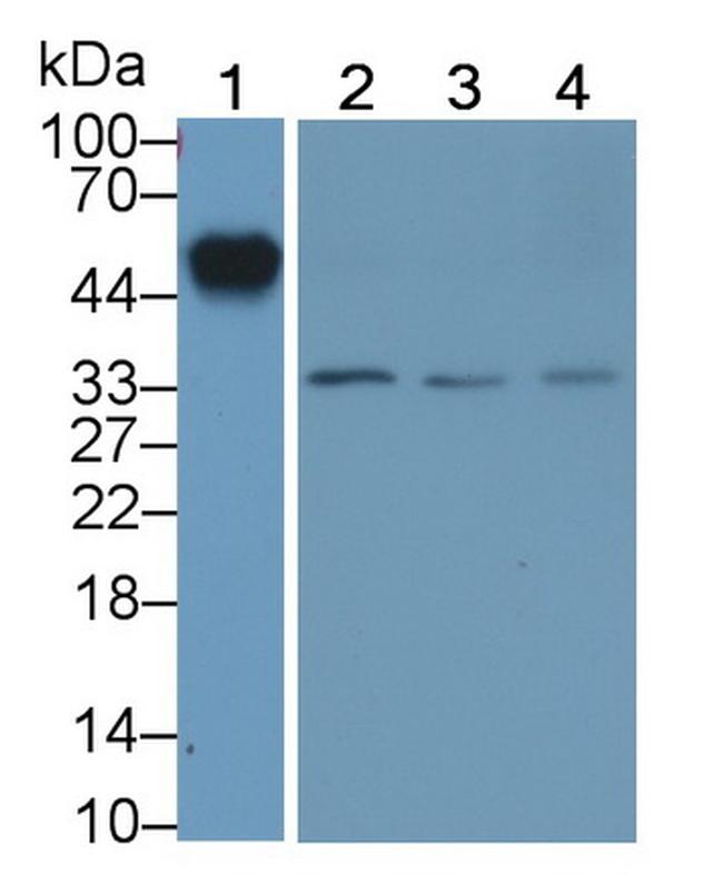 ORM1 Antibody in Western Blot (WB)