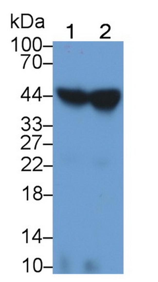 ORM1 Antibody in Western Blot (WB)