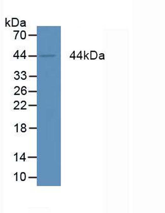 Amphiregulin Antibody in Western Blot (WB)