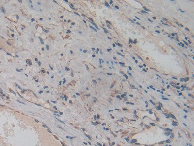 Amphiregulin Antibody in Immunohistochemistry (Paraffin) (IHC (P))