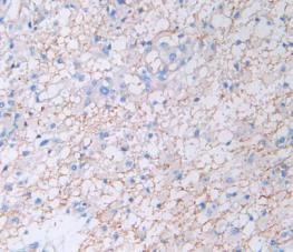 Amphiregulin Antibody in Immunohistochemistry (Paraffin) (IHC (P))