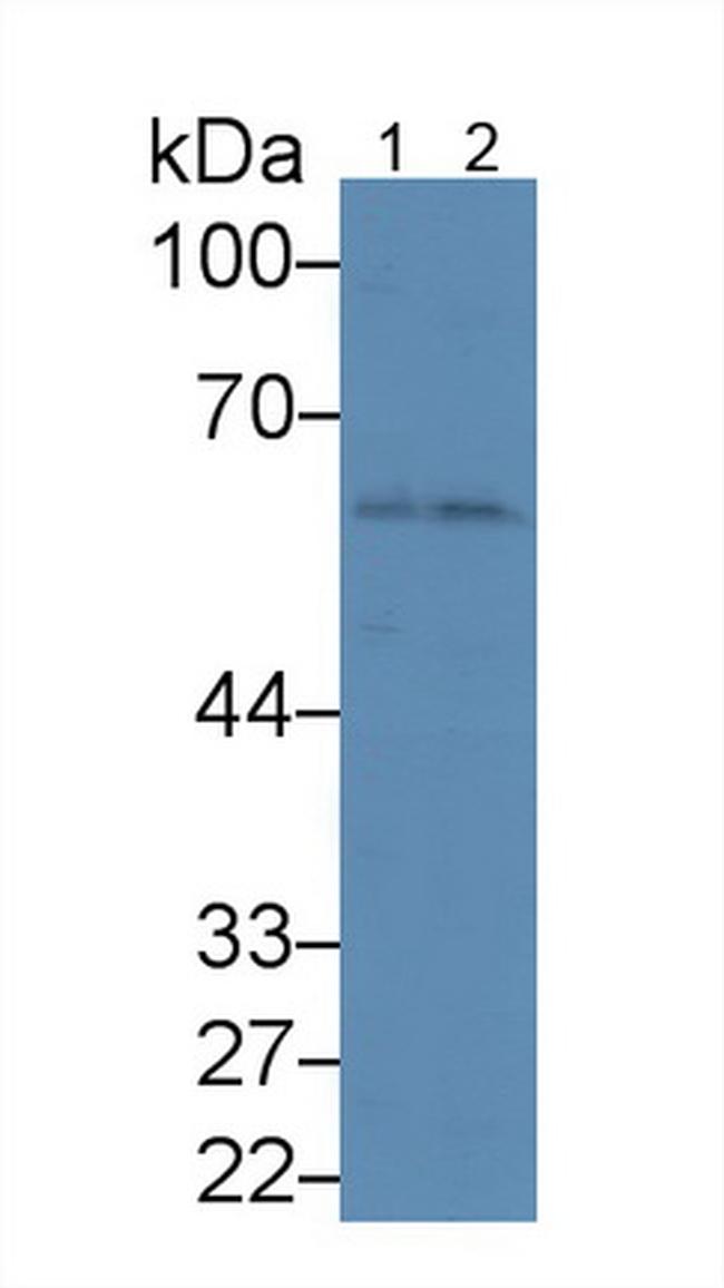 Angiopoietin 1 Antibody in Western Blot (WB)