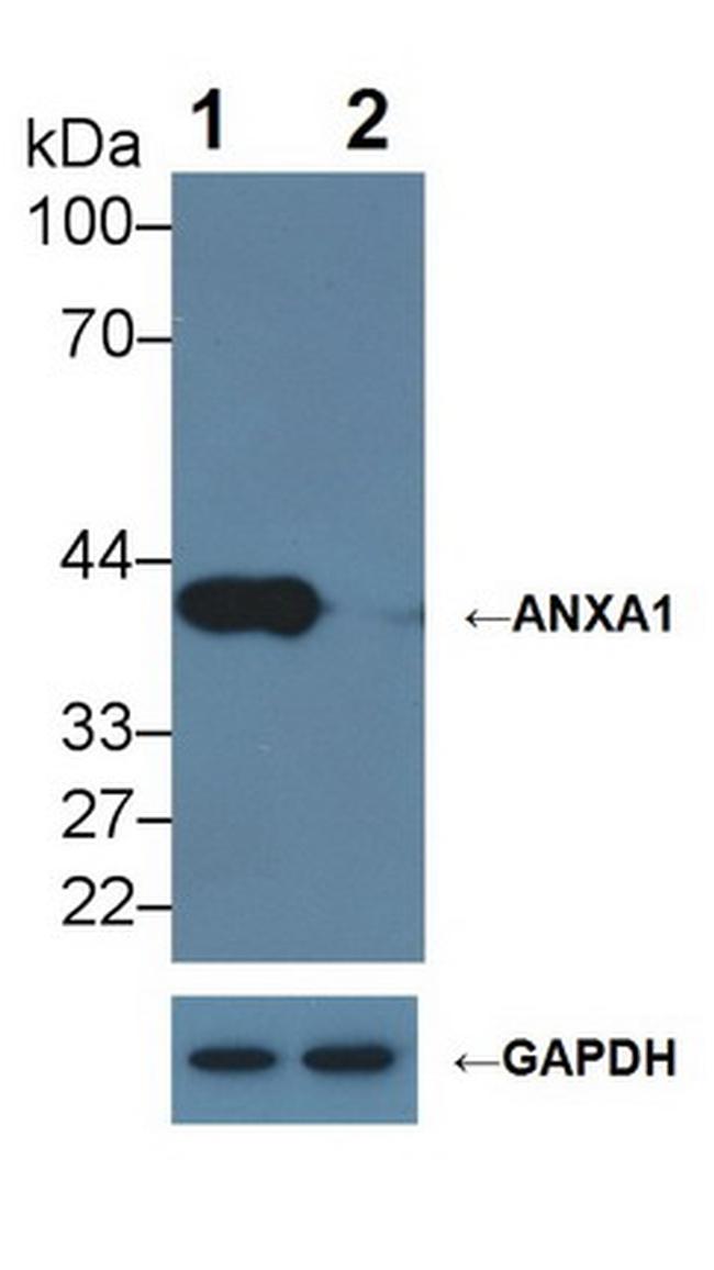 Annexin A1 Antibody in Western Blot (WB)