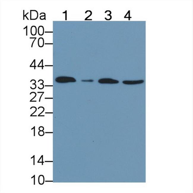 Annexin V Antibody in Western Blot (WB)