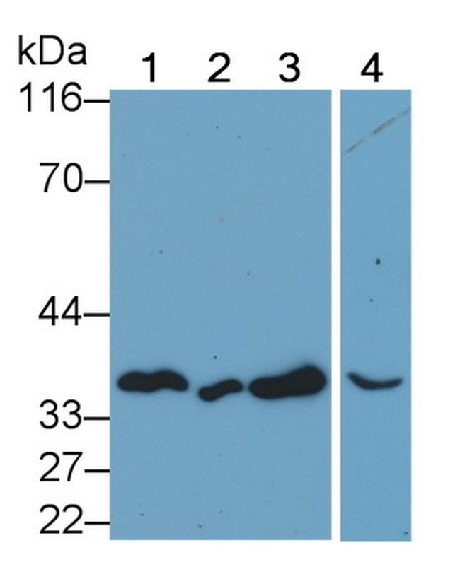 Annexin V Antibody in Western Blot (WB)